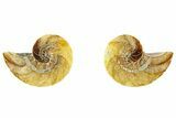 Cut & Polished Nautilus Fossils - 1 to 1 1/4" Size - Photo 2